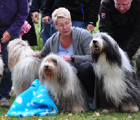 denter-bearded-collies_2020028003.jpg