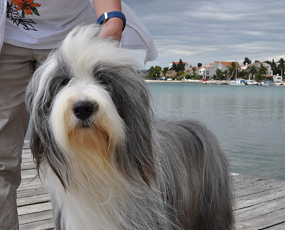 denter-bearded-collies_2020065001.jpg