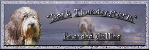 denter-bearded-collies_2020098008.jpg